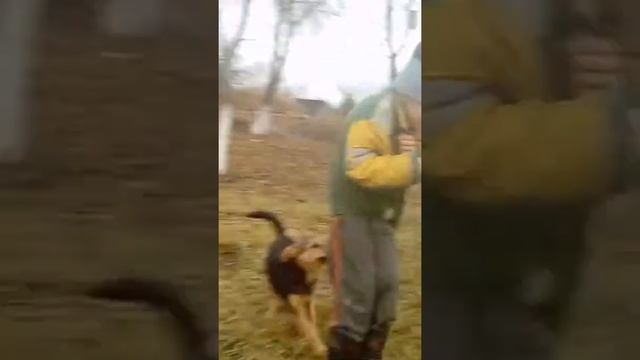 Пацана кусает собака