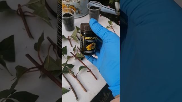 Гортензии. Пример осеннего черенкования. Какой будет результат?