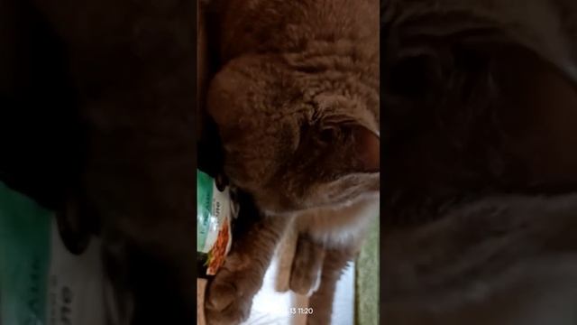 Моя Шеба ( корм для кошек