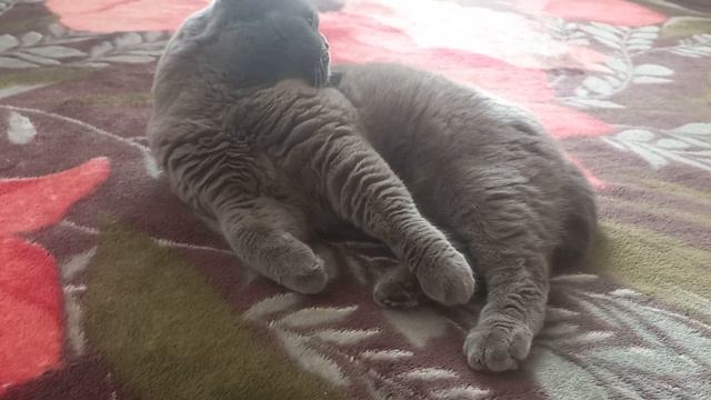 Бэлль смешно чихает