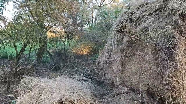 Быки едят сено сколько хотят.