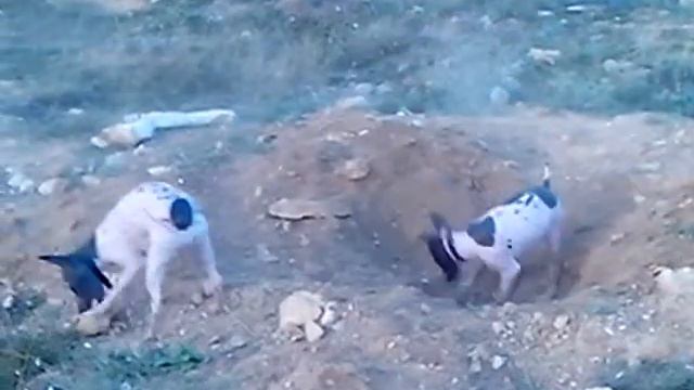 Землеройки 2