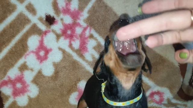 Цвергпинчеры. Виктория - Боня. Воспоминания 12.