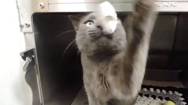 Meet Puma A Domestic Shorthair Currently Available For Adoption At Petango.com! 11/27/2013 7:37:04