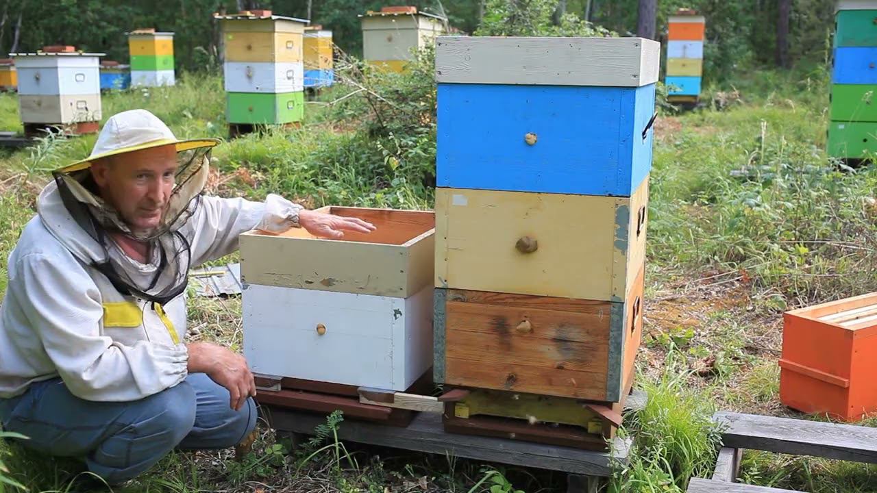 объединяю семьи с отводками