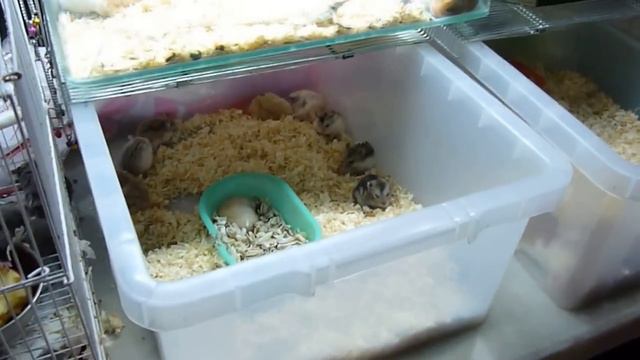 Опоссум на птичьем рынке Паттайи.