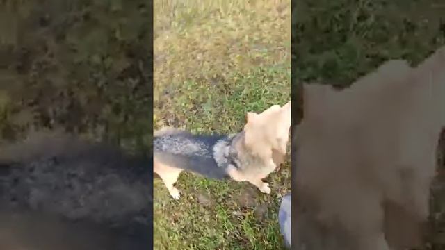 Невероятно красивый Сэм в добрые руки.