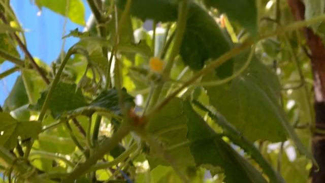 Nikon D5100 Macro  18-55