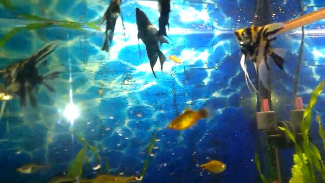 Аквариумистика.