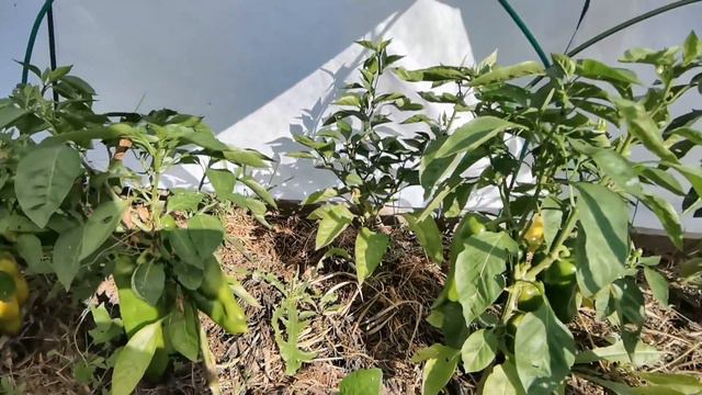 Урожай ежевики 2021.. и не только