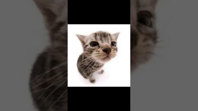 танцуй если знаешь этот тренд а если не знаешь придумай