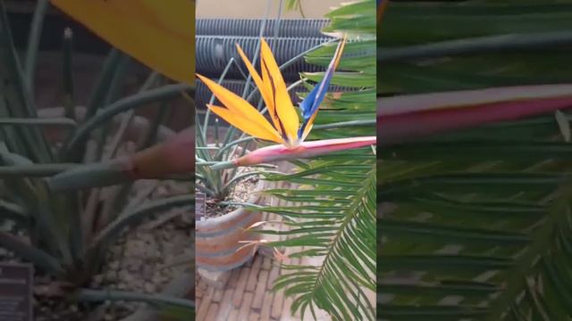 Flower Of Bird Of Paradise #flowers #flower #birdofparadise