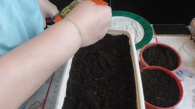 Огород на подоконнике