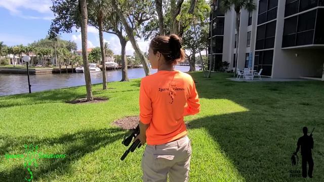 Iguana Snipers 62: Invasive Iguana Removal By Iguana Solutions