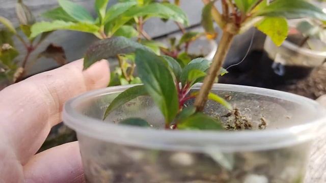 5.10.2023 Черенки выращенные за сезон и  подготовлены к зиме. Отвечаю на вопросы.