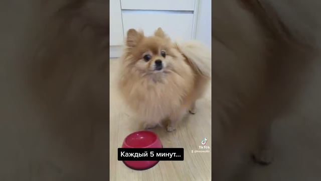 Голодненький шпиц!