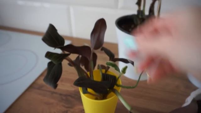 БОЛЬШАЯ ПЕРЕСАДКА ЦВЕТОВ ? Я В РАСТЕРЯННОСТИ ??♀️ НОВАЯ МЕЛЬНИЦА ??