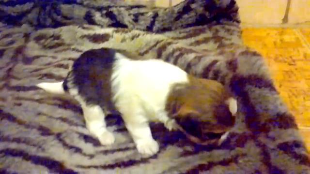 щенята русалята 3 недели.mp4