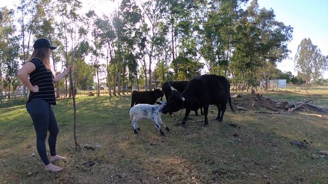 The Most Adorable Mini Calf We Could Imagine! 🥰🐮 | White Dexter Calf |
