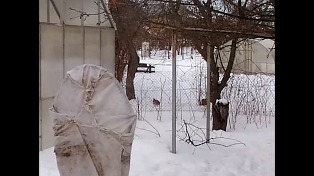 Куропатки прилетели на дачу.