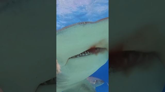 C9d04f2683f51a2b747752a1972b86e5