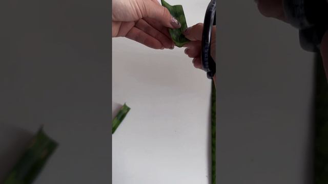 Как размножить сансиеверию? ЧАСТЬ 1. #sukkulenten #домашниерастения #сансевиерия