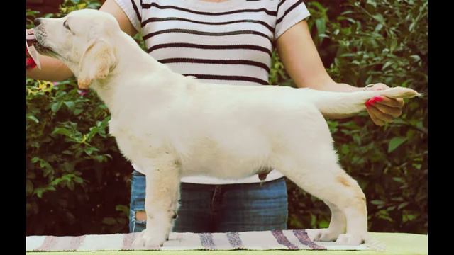 Щенки в  питомнике лабрадоров 