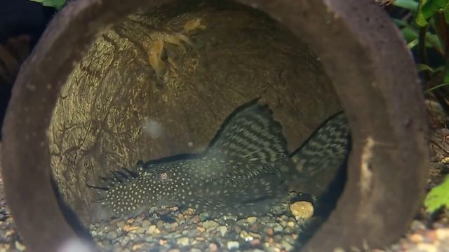 И опять гнездо Анциструса