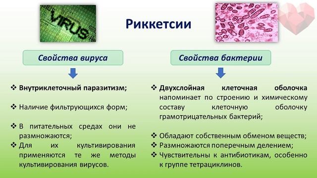 PROСТО О СЛОЖНОМ. Трансмиссивные инфекции, сыпной тиф.  Инфекционные болезни №1