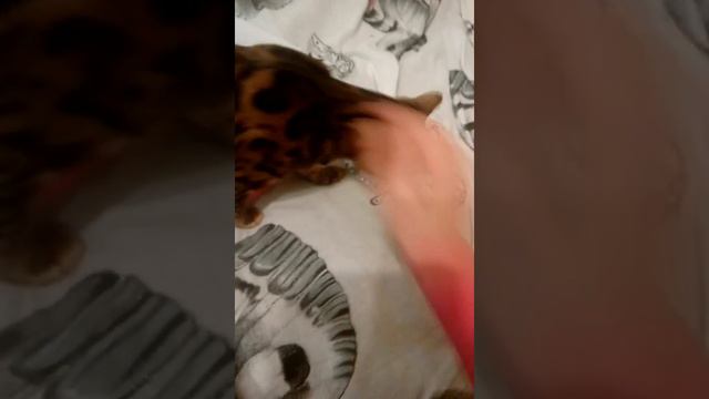 Кот просит валерьянку)))