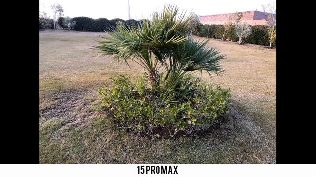 Samsung Galaxy S24 Ultra Vs Honor Magic 6 Pro Vs IPhone 15 Pro Max Camera Test Comparison