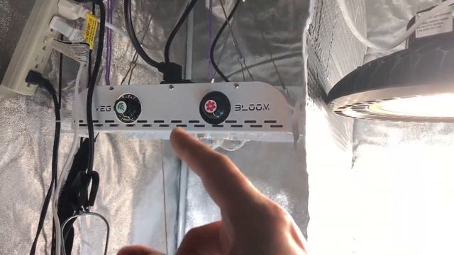 MaxBloom vs High Bay LED Grow Light Ep.13 (Transition to Bloom)