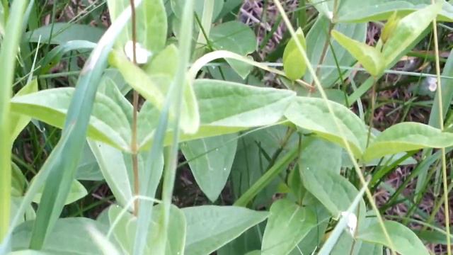 Clematis IntegrifoliaDSCF9450