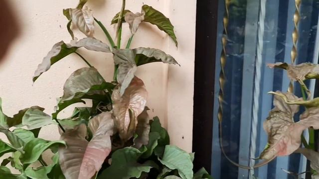 ออมชมพูด่าง การทำเป็นกอ Syngonium Pink Spot @YingHappyPlants จุดเด่นที่ใบด่างสีชมพูมีแต้มชมพู