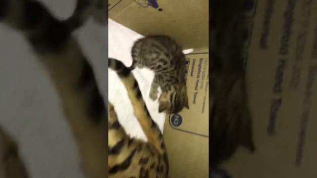 Af8562aa5a4fe9917b177cd98003ef00