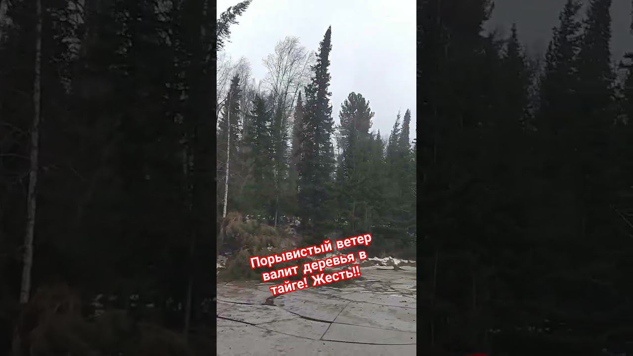 Порывистый ветер валит деревья в тайге! Жесть!!!