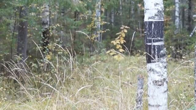 Охота на зайца с русской гончей .РОЗКА Ревы М. А . Ивановское.