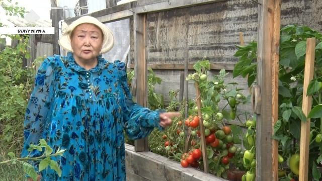 Бүлүү олохтооҕо Розалия Анемподистова помидор араас көрүҥүн олордор