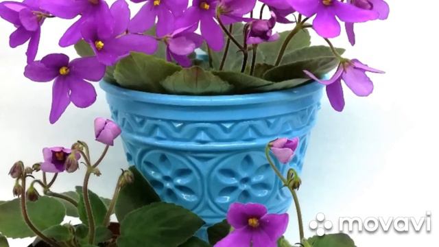 ТО-Ліліна сенполія напівміні