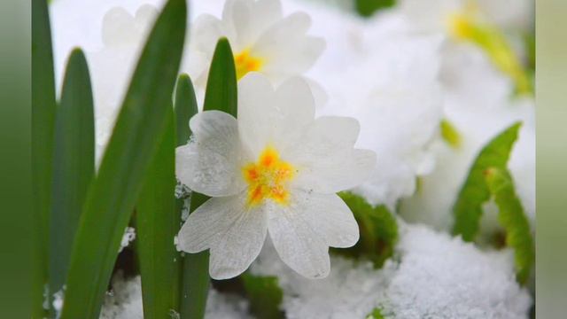 АРИНА БЕЛАЯ ПАТРИОТЫ НАЛЕГКЕ ЧТО ДАЛЬШЕ