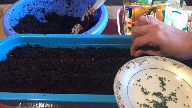 Посев лука ЭКСИБИШЕН на рассаду 2020