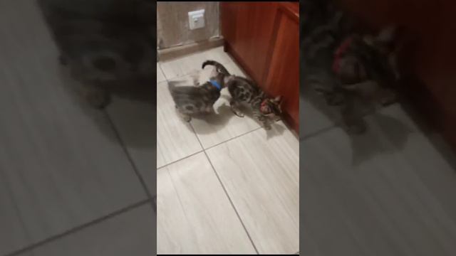 Чудесные бенгальские попрыгунчики