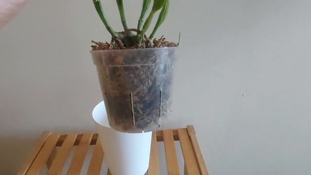 卡特兰（金满意）盛开一个多月的小经验 Cattleya (Jin Satisfaction) Blooming Experience For More Than A Month
