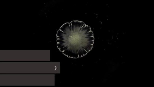 Ученые обнаружили бактерии, превращающиеся в цветы
