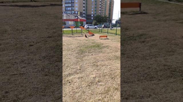 Умная собака грифон. тренируем выдержку. дрессировка.Пти брабансон