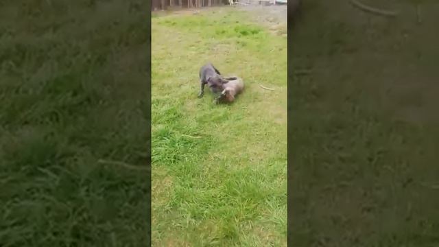 Корсо помёт 18/06/22г