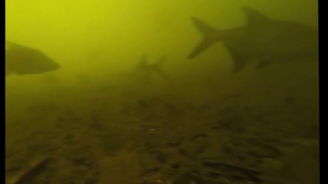 Камеру под лед. Глухозимье. Зимняя рыбалка