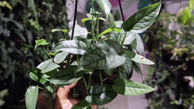 Plant Shop Tour Giant Living Wall/ Rare Plants At Succulents Empire