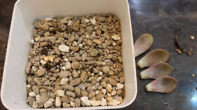 [ RookieP ] EP27 How To : การขยายพันธุ์กุหลาบหินด้วยการ 