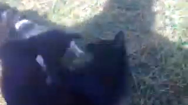 Спаниель И Кот